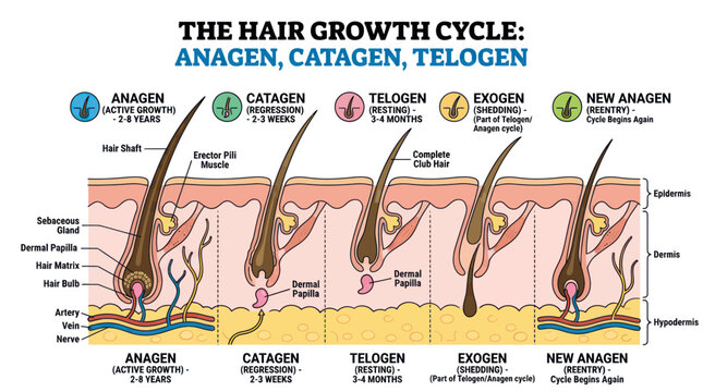 Medical diagram showing the human hair growth cycle stages