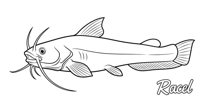 Simple line drawing of a fish with fins and tail.