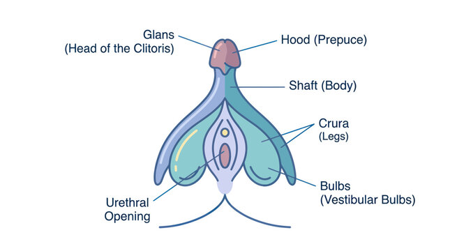 Anatomical diagram of clitoris structure with detailed labels