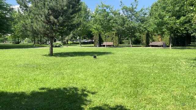 A black raven with glossy feathers leaps on a lawn and picks up insects and worms from the soil