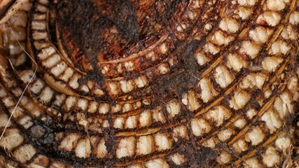 Banana tree trunk fiber natural growth pattern © Marcelino Victor M