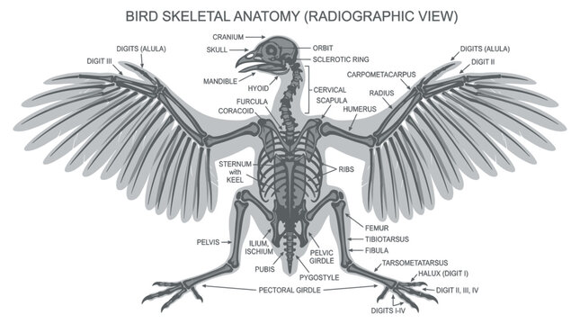 Bird skeletal anatomy radiographic view with detailed bone labels