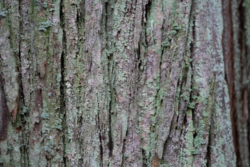 Fototapeta premium bark of a tree