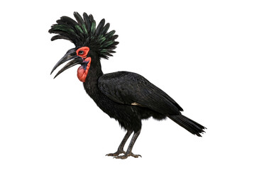 Obraz premium Southern ground hornbill standing in profile with striking iridescent green feather crest, vivid red facial skin, curved black beak, and scaled grey legs.