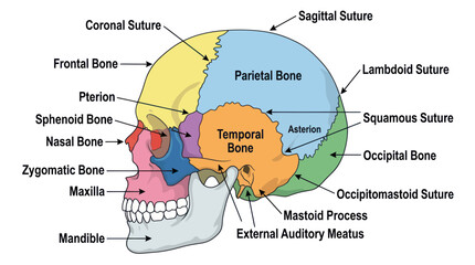 Anatomical human skull diagram with labeled bones and sutures © Ardhyapananisedu