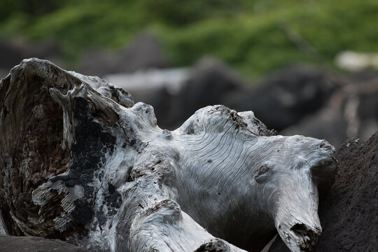 dead tree stump
