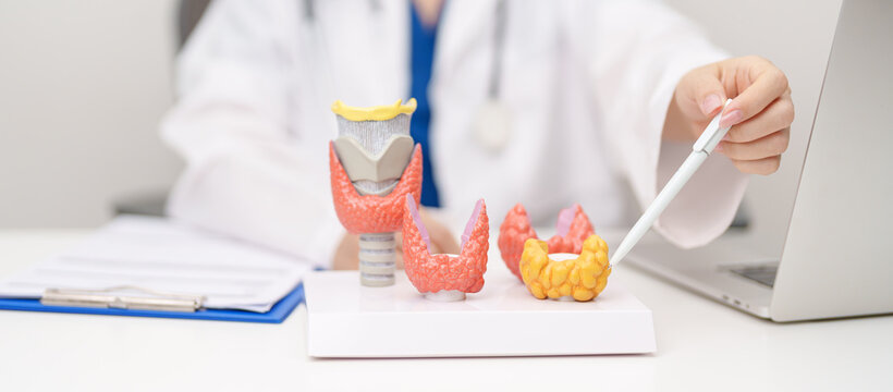 Doctor with human Thyroid anatomy model. Hyperthyroidism, Hypothyroidism, Hashimoto Thyroiditis, Thyroid Tumor and Cancer, Postpartum, Papillary Carcinoma and Health concept
