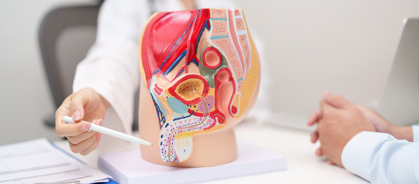 Doctor with Male Reproductive System anatomy model. Male consultation, Prostate Cancer, Enlarged prostate, Prostatitis disease, Male Infertility, Erectile dysfunction, Penis and Male genital disorder