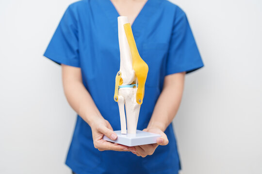 Doctor with Human Knee joint anatomy model. Osteoarthritis, Patellofemoral Pain Syndrome, Patellar Tendinitis, ACL, Anterior Cruciate Ligament, PCL, Posterior, MCL, Medial Collateral, LCL and Lateral