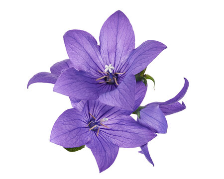 Purple balloon flower, isolated on transparent background with clipping path. Detailed petals and green leaves, ideal for botanical design, herbal concept, decoration and natural use.