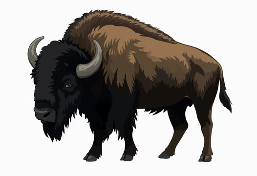 American bison vector