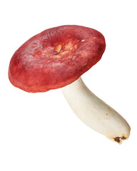 Edible Russula xerampelina mushroom, also known as shrimp mushroom or crab brittlegill, isolated on transparent background with clipping path. Ideal for food, botanical and mycology projects.