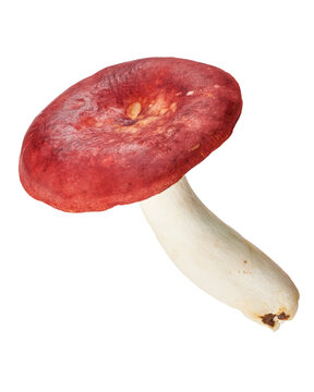 Edible Russula xerampelina mushroom, also known as shrimp mushroom or crab brittlegill, isolated on transparent background with clipping path. Ideal for food, botanical and mycology projects.
