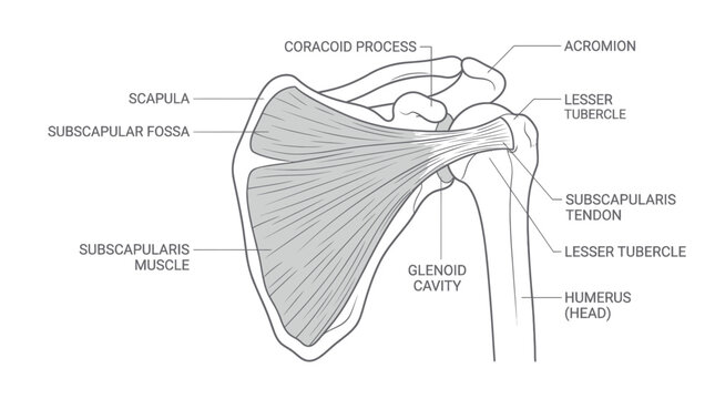 Human shoulder anatomy diagram with subscapularis muscle and bones