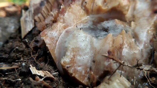Low angle close up of static white fungus covering the layer of a rotten wood stump on soil ground.
