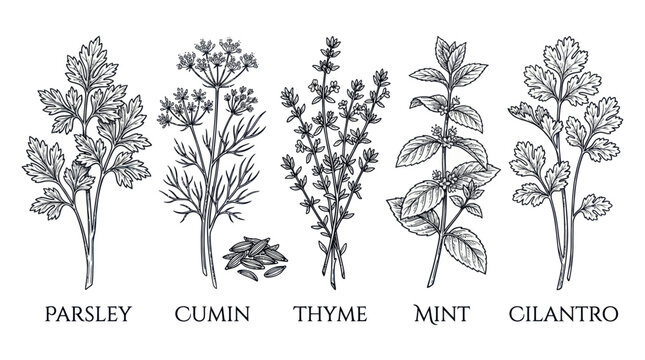 Culinary herbs set with parsley cumin thyme mint and cilantro