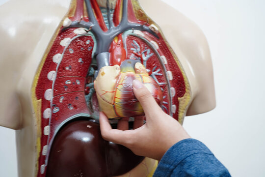Asian student learning with human body model in anatomy biology in classroom at high school.