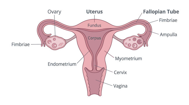 Human female reproductive system anatomy diagram with labels