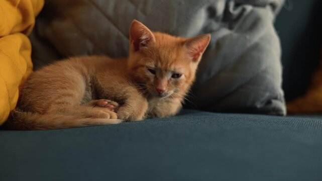 A small orange kitten is resting on a couch surrounded by cushions. The pet rolls into a comfortable position and seems to find a peaceful spot to sleep