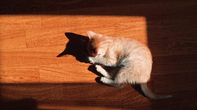A young cat rolls around playfully in a patch of sunlight on a wooden floor. The animal seems curious and engaged, using its paws to interact with its surroundings