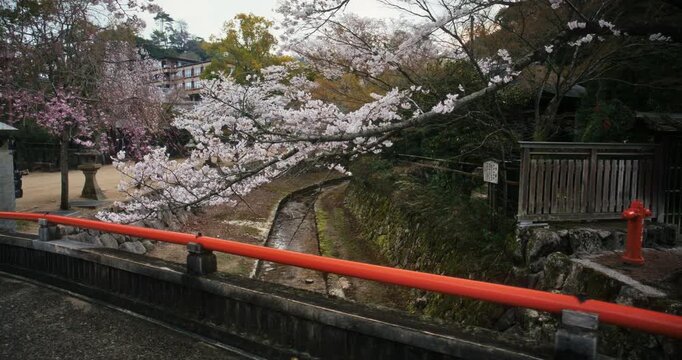 Narrow Canal And Cherry Blossom Trees Over Red Bridge Rail In Japan