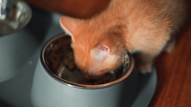 An orange kitten explores its food bowl, sniffing and nibbling on the contents. This small animal demonstrates curiosity while enjoying a meal in an indoor space, likely during the daytime