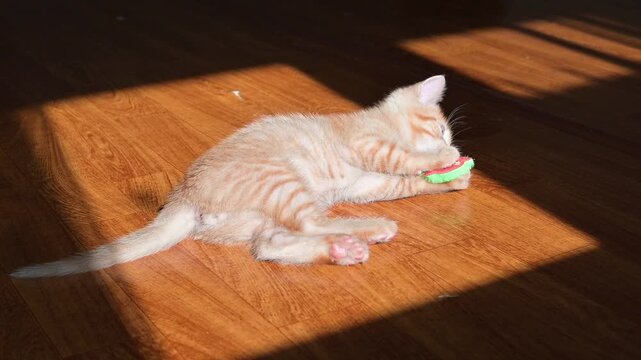 A young orange kitten playfully rolls on a warm wooden floor, enjoying the sunlight streaming in. The kitten interacts with a small toy, batting and chewing it with curiosity