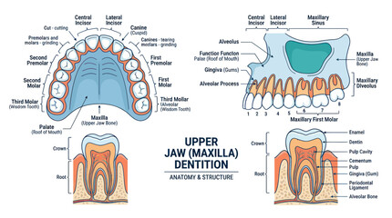 Human upper jaw maxilla dentition and tooth structure anatomy © Bebel