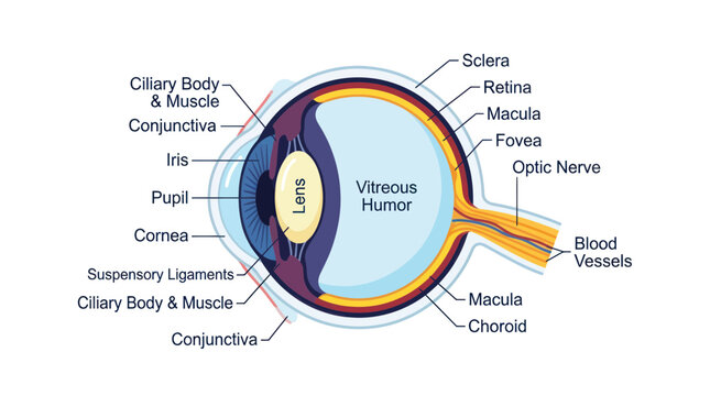 Human eye anatomy diagram showing internal structure and parts