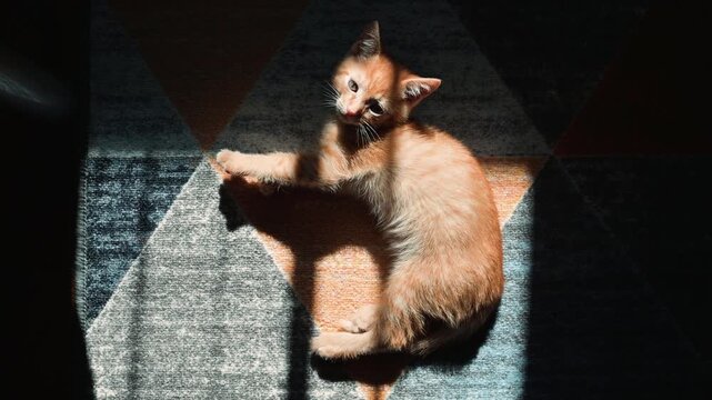 A small orange kitten plays on a geometric patterned rug in warm sunlight. It stretches, rolls, and enjoys its time on the floor, showcasing playful behavior