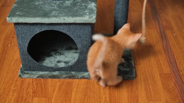 An orange kitten interacts with a string hanging from a scratching post in a cozy indoor environment. This playful kitten explores and jumps, demonstrating its energy and curiosity
