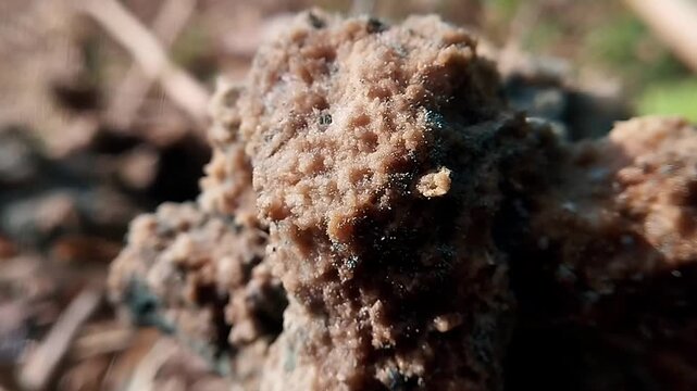 Close up view of static decomposed organic matter covered in dark mold under bright natural lighting.
