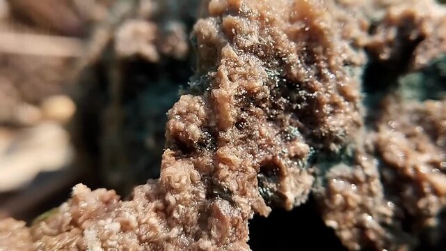 Macro shot of a unchanging decomposed plant structure showcasing detailed rough mold textures.
