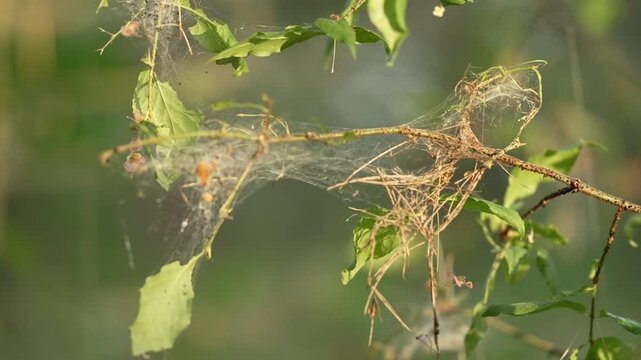 Colony of ermine moth caterpillars crawling inside a silken tent nest built on a tree branch with green leaves, showcasing a destructive insect pest infestation in an orchard or garden
