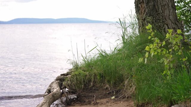 A tranquil waterscape unfolds as soft waves lap the sandy edge of a lake. Exposed tree roots weave into the earth, covered in vibrant green grass.