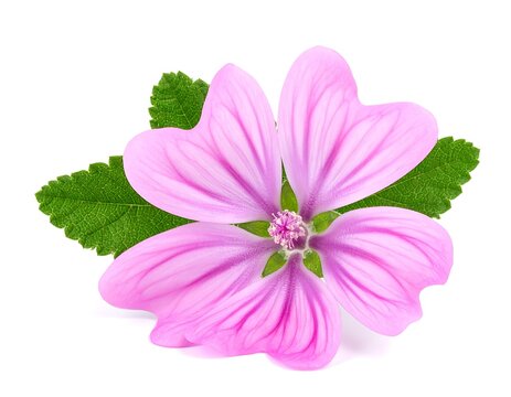 Pink Flower Blossom. (1)
