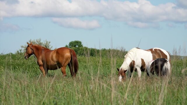 Two splendid horses and a young foal serenely feed on abundant grass within an expansive sunlit meadow. Overhead, soft white clouds float gently in the clear azure heavens, marking a calm day.