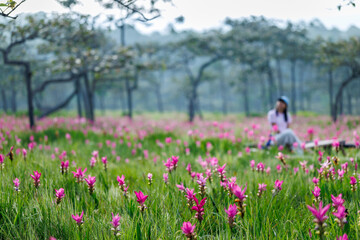 Obraz premium A Woman Relaxes Among Blooming Siam Tulip Flowers In The Lush Landscapes Of Chaiyaphum Thailand