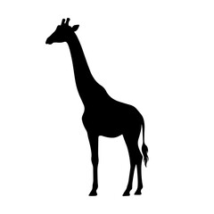 Giraffe Silhouette On White Background African Wildlife Animal Shape © MST RAMIJA