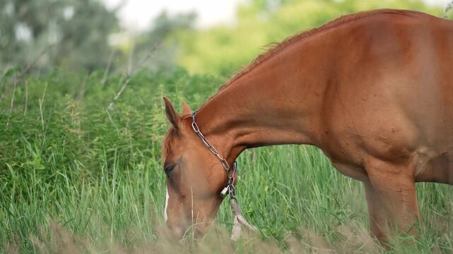 Beautiful brown horse with a chain halter grazing in a lush green meadow, peacefully eating fresh grass on a sunny day in the countryside, representing rural farm life and agriculture