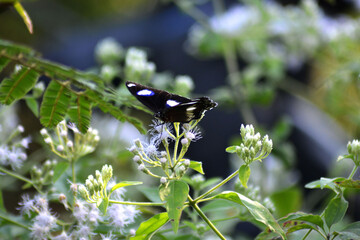 Beautiful Great Eggfly Butterfly (Hypolimnas bolina) with Black and White Wings © Other.Side