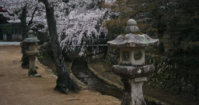 Stone Lanterns Along Path With Weeping Cherry Blossoms In Japan - Steady Cam