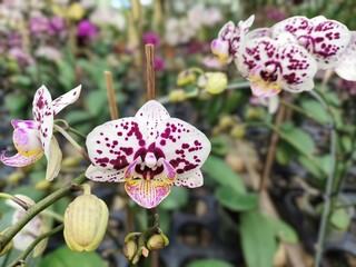 Beautiful white Phalaenopsis orchid flowers covered in distinct dark purple spots blooming on stems supported by wooden stakes inside a commercial nursery greenhouse © Dita Dewi