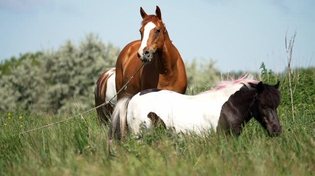 Beautiful mare with her playful foals grazing peacefully in a lush green meadow on a sunny day. The family of horses eats fresh grass together in a natural pastoral landscape with a blue sky
