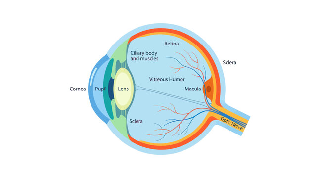 Human eye anatomy diagram with medical labels for education