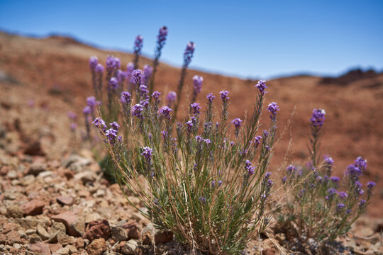 Teide wallflower on volcanic terrain
