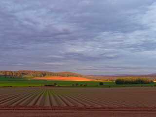 Obraz premium Early morning sunlight rising under the cloud layer and reflecting its golden light on to the Barley Fields in the distance of the Strathmore Valley in Angus.