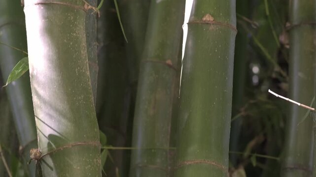 close-up of a green bamboo stalk