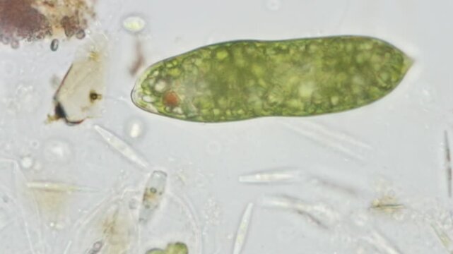 Euglena protist at 50x under brightfield microscopy