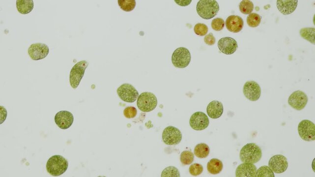 Euglena green cells at 10x under brightfield microscopy